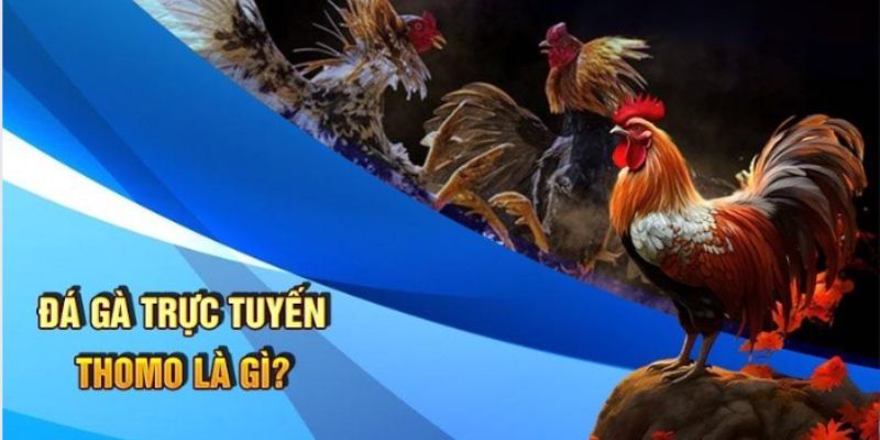 Luật Chơi Trực Tiếp Đá Gà Thomo Tại Jun88 1 Trực tiếp đá gà thomo tại Jun88 được nhiều người lựa chọn